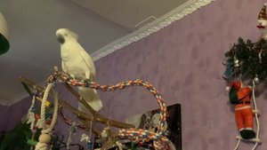 Какаду Альба играет, всем привет передает, большие попугаи