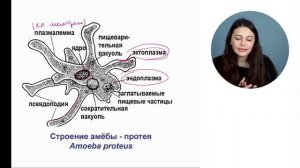Строение амёбы
