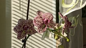 ОРХИДЕИ 99 | ОРХИДЕЯ ДИКИЙ КОТ КАЖДОМУ В КОЛЛЕКЦИЮ Phalaenopsis wild cat |