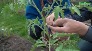 ЭТА ФОРМИРОВКА ТОМАТОВ не даст томатам болеть и давать урожай ведрами!