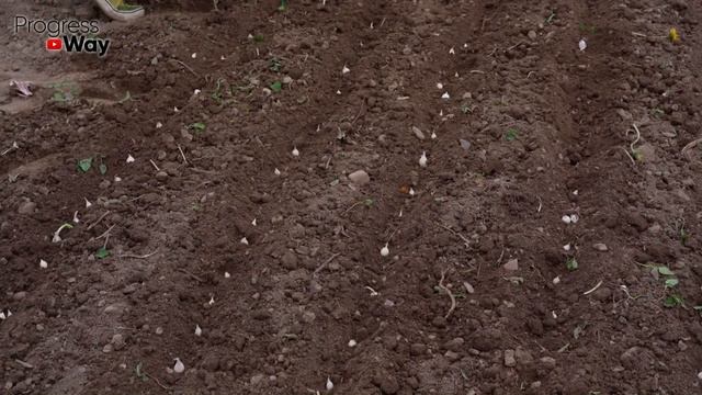 Самые благоприятные дни для посадки озимого чеснока!!! Всегда огромный урожай!!! Лунный календар смотреть онлайн