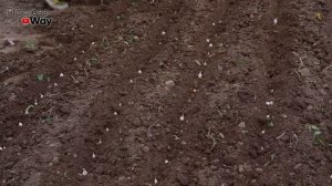 Самые благоприятные дни для посадки озимого чеснока!!! Всегда огромный урожай!!! Лунный календар