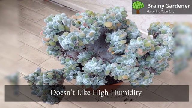 Everything You Need to Know About Mexican Firecracker Plant (Echeveria Setosa) смотреть онлайн