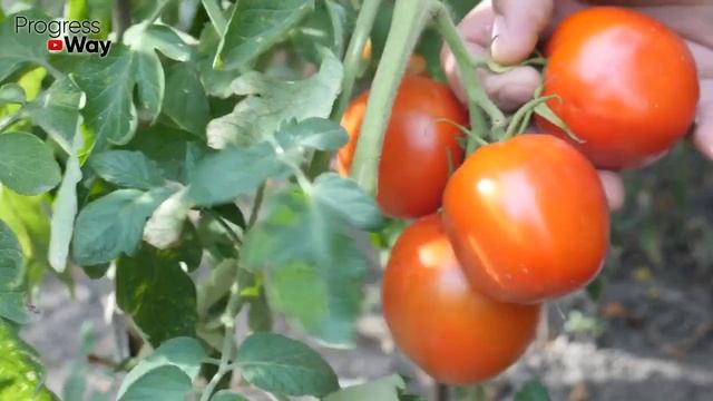 САМЫЕ УРОЖАЙНЫЕ ТОМАТЫ ДЛЯ 2023 ГОД смотреть онлайн