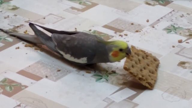 Время обедать/ Parrot смотреть онлайн