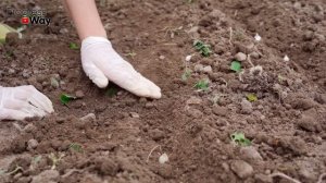 Самый быстрый способ посадки озимого чеснока. Бабушка научила. Как сажать озимый чеснок инструкция?
