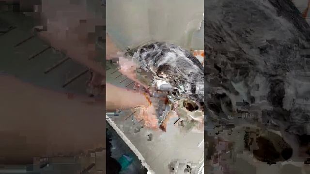 Как помыть глаза йорку смотреть онлайн