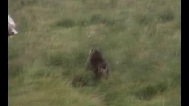 Нападение обезьяны на человека. СМОТРЕТЬ ВСЕМ! Attack смотреть онлайн