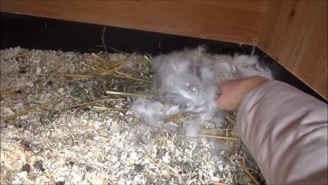 Крольчата и крольчиха - БОЛЬ! Кролики и кролиководство, разведение кроликов, подсобное хозяйство смотреть онлайн