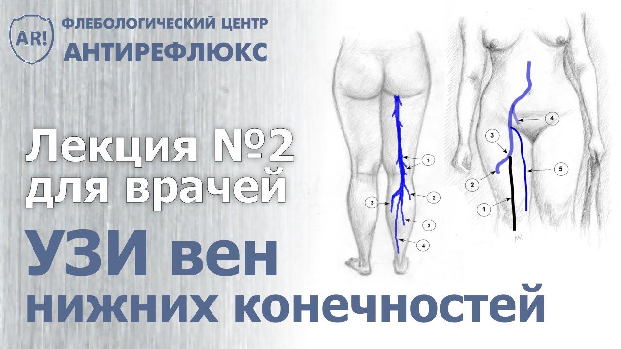 УЗИ вен лекция 2. Схема ультразвукового сканирования вен