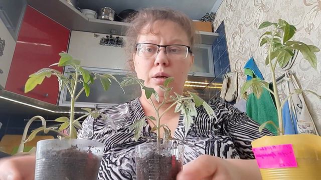 Рассада вытянулась? Что делать? Исправляем ситуацию.