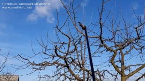 Обрезка взрослой яблони с пояснениями