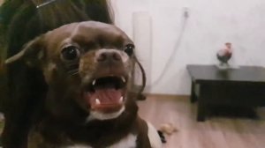 Самая злая собака в мире