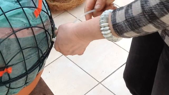 Как сформировать вазоны с петунией "Сферика F1" смотреть онлайн