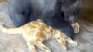 Кот медведю по соплям