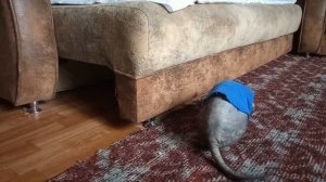 Донской сфинкс. Особенности содержания. Don sphinkx.