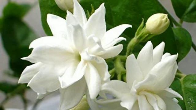 Flowers name 🌻| Learn Flowers name | flowers | kids video | Educational video