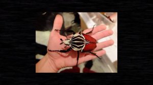 Топ 10 самых больших жуков в мире!🌎🐞