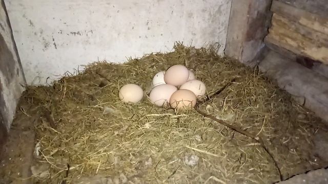 Сад камней из яиц | Куры начинают лучше нестись) смотреть онлайн