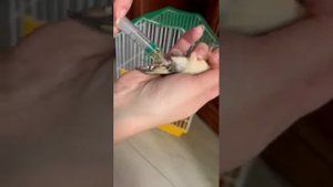 Как помочь амадину снести яичко.