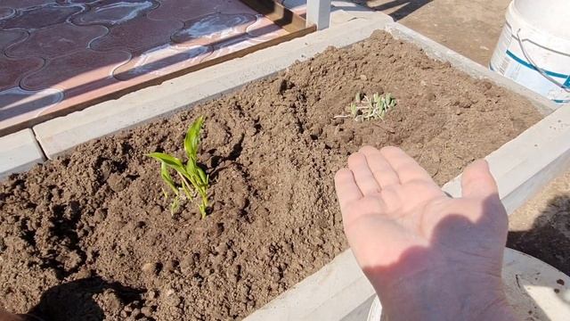 Влог. Дача. Новая клумба. Сажаю хосты