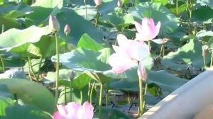 База отдыха «Лариса» г  Астрахань