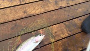 Первая в жизни форель поймана на рыбалке в Симбухово !!!