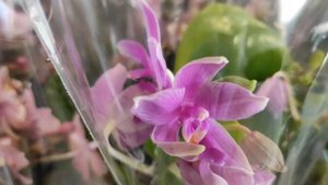 №395/ Магазин ОРХИДЕЯ удивляет РАЗНООБРАЗИЕМ СОРТОВЫХ орхидей  Много УЦЕНКИ