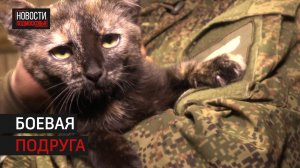 Бойцы СВО приютили кошку в военном окопе и дали ей кличку Истра