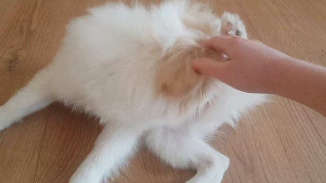 Я глажу Перси (породы японский хин). смотреть онлайн