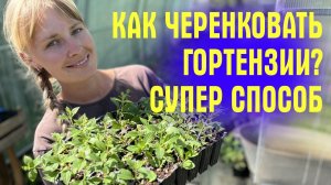 Как ЛЕГКО и БЫСТРО черенковать ГОРТЕНЗИИ ЛЕТОМ! Показываю СУПЕР СПОСОБ для НОВИЧКОВ!