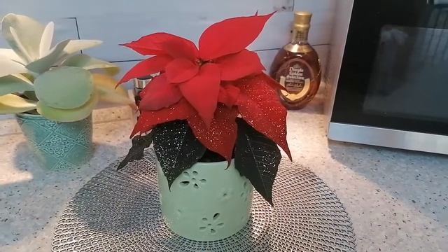 Пуансетия, Рождественская звезда, Weihnachts Stern. Уход и содержание. И также свойства. Удача.