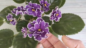 Обзор сорта фиалки Ф-Царский Цвет