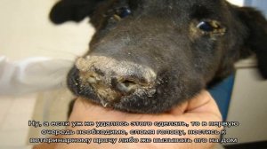 Инфекционные заболевания у собак