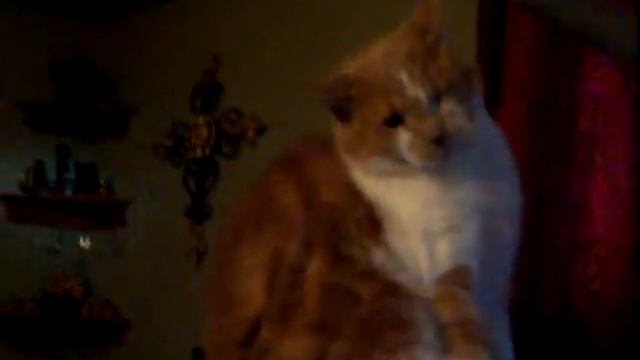 Getting rid of my cat's Thetans! смотреть онлайн