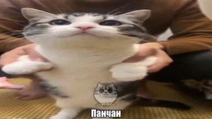 Комару объявляет войну😈