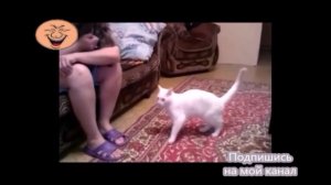 Котауси веселятся