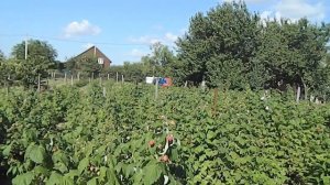 Сколько можно заработать собирая малину? || сколько можно собрать малины с 1 сотки ||