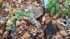 Музей-усадьба И.И. Воронцова-Дашкова в Новотомниково Тамбовской области