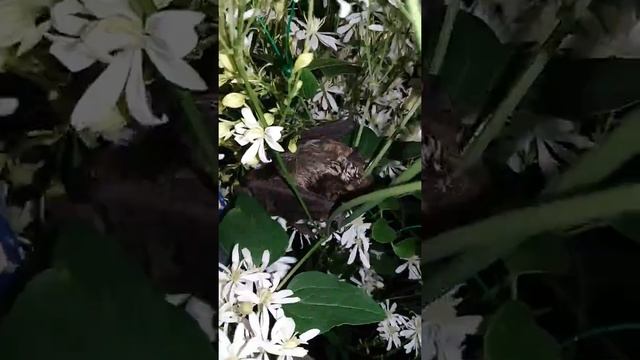 Летучая мышь выход на свободу?