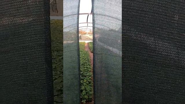 Новые рассадники для клубники. На 60 000 саженцев. 40 000 уехало в г Псков.