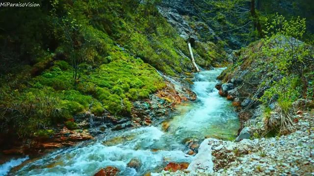 Nature sounds in the mountains, birds chirping, babbling brook, calm the mind, relax, focus, ASMR. смотреть онлайн