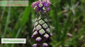 Уход за мускари; мускари после цветения