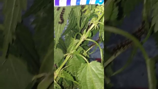 Гусеницы крапивницы кладка 2