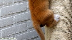 ➤ Как отучить котенка точить когти о мебель ➤ Животные в доме ➤ Когтеточка для кошек