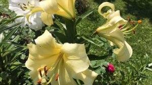 Обзор лилий. Советы по посадке и выращиванию. Мой опыт.