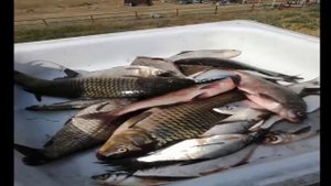 Енотаевка 2019