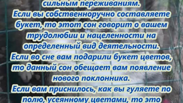К чему снятся цветы смотреть онлайн