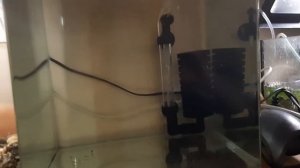 змееголовы радужные