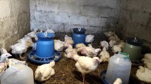 МУСКУСНЫЕ УТКИ.  КАКИЕ УТКИ КРУПНЕЕ, БЕЛЫЕ ИЛИ ЦВЕТНЫЕ? ОБЗОР ХОЗЯЙСТВА ПРОДАЖА УТОК И УТЯТ.